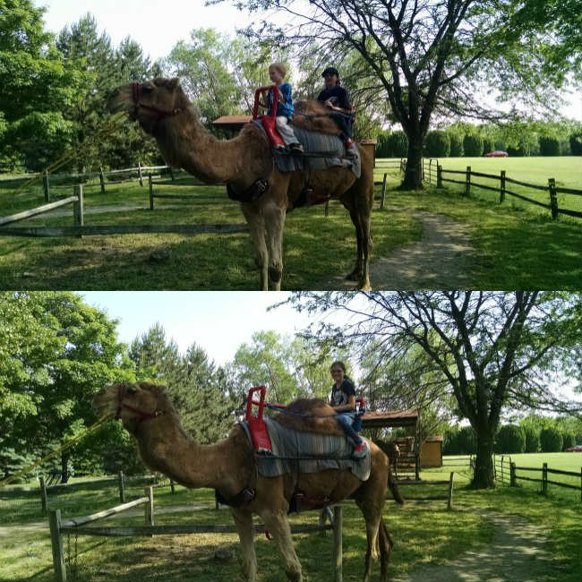 Camel Rides