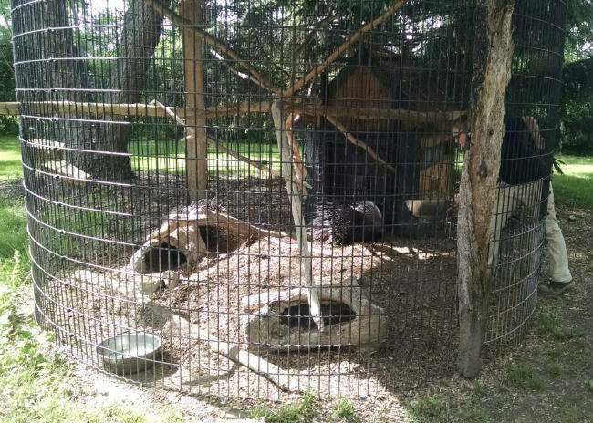 african safari feeding time