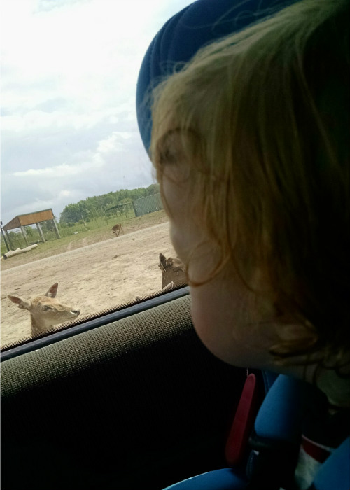 baby looking at African safari animals