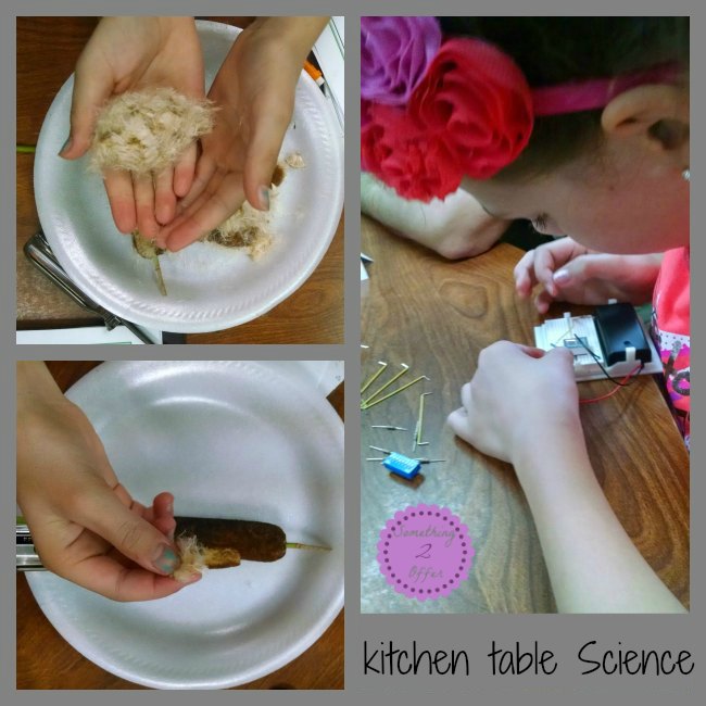 kitchen table Science