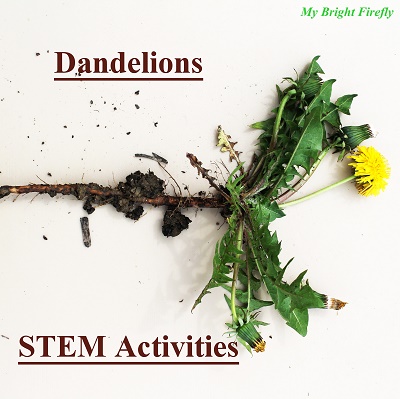 dandelion stem outdoor actvities