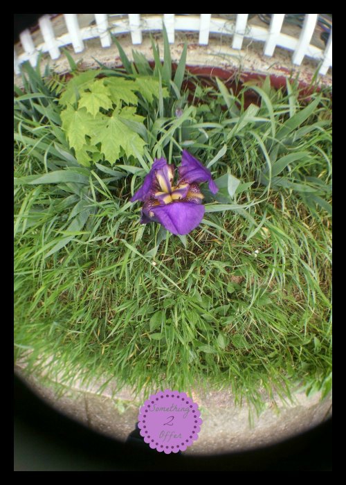 STEM camera lens fishbowl