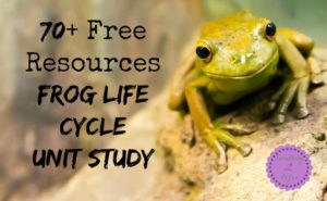 frog life cycle resources