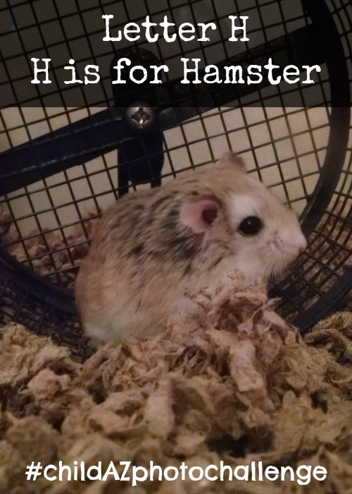 Letter H H is for Hamster